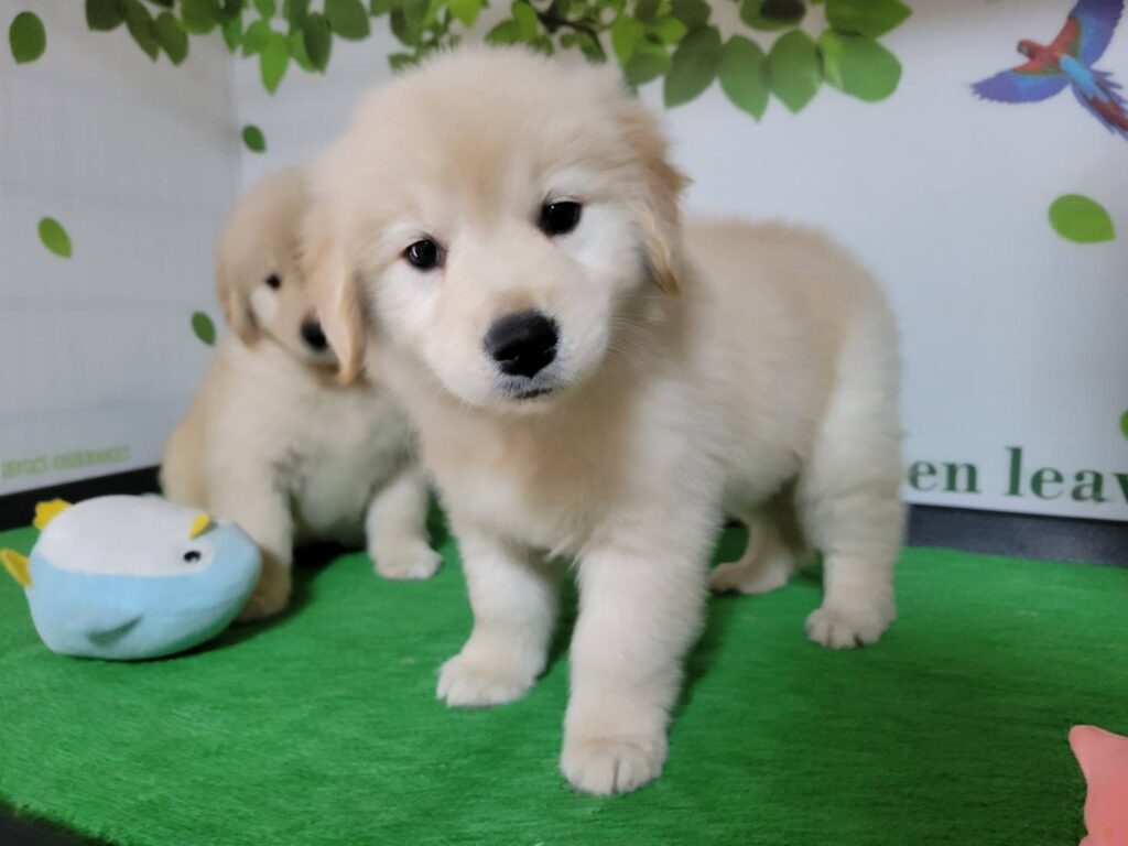 <span class="title">12/19RG♀青</span>