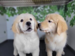 <span class="title">12/27RG♀3330</span> <span class="title">12/27RG♀3330</span>