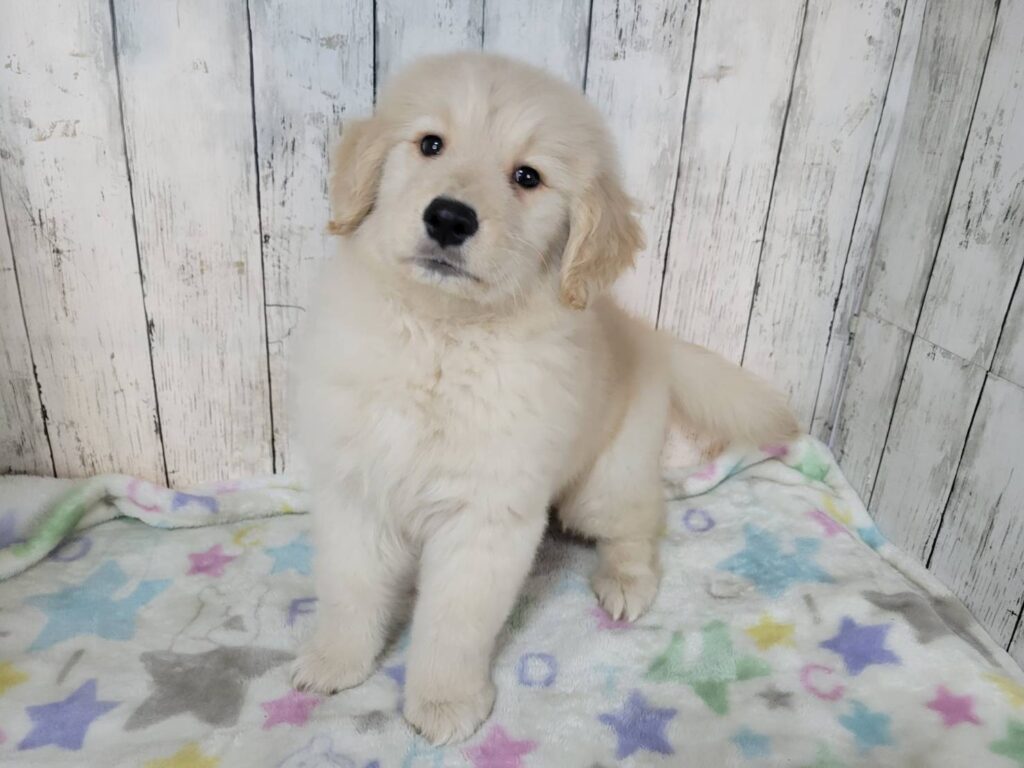 <span class="title">1/6RG♂3333</span> <span class="title">1/6RG♂3333</span>