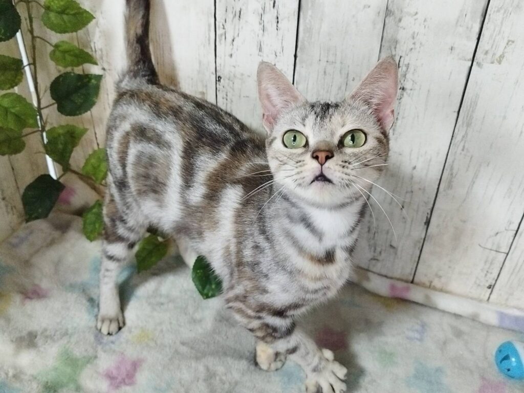 <span class="title">7/4アメショー♀8835</span>