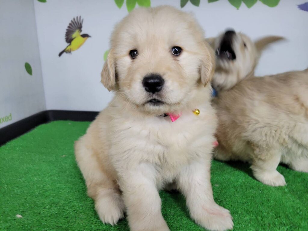 <span class="title">12/27RG♀ピンク</span>