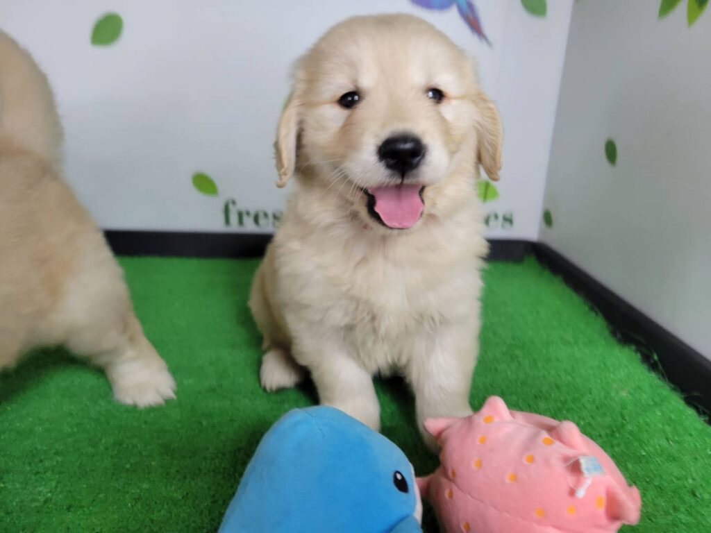 <span class="title">12/27RG♀赤</span>