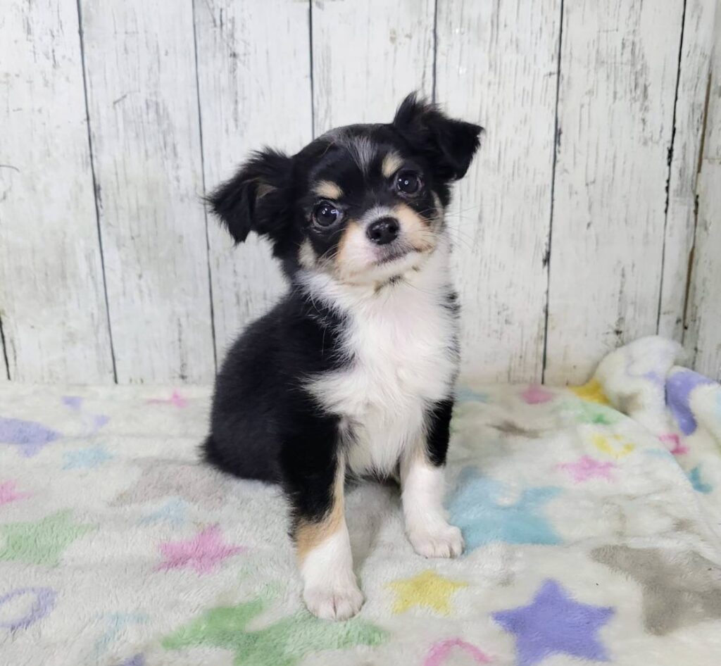 <span class="title">1/28チワワ♀4848</span> <span class="title">1/28チワワ♀4848</span>