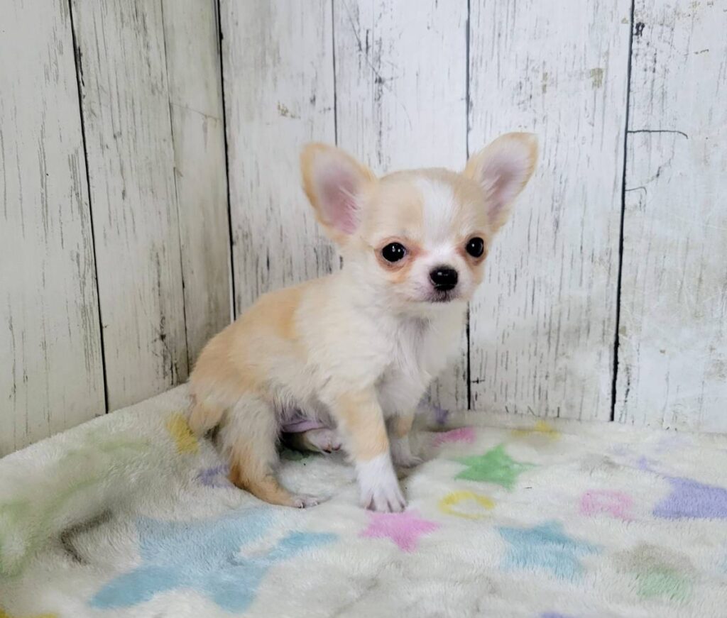 <span class="title">1/28チワワ♂4847</span> <span class="title">1/28チワワ♂4847</span>