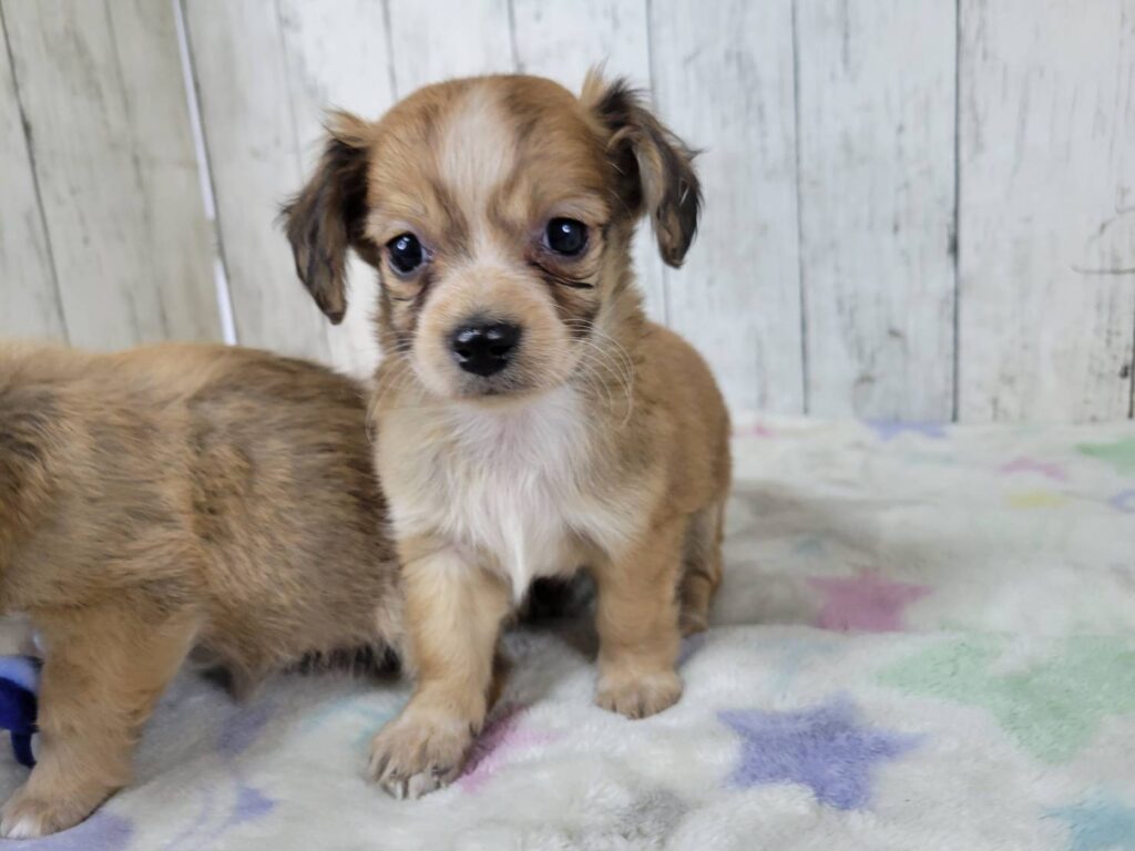 <span class="title">2/20Mix♂1</span> <span class="title">2/20Mix♂1</span>