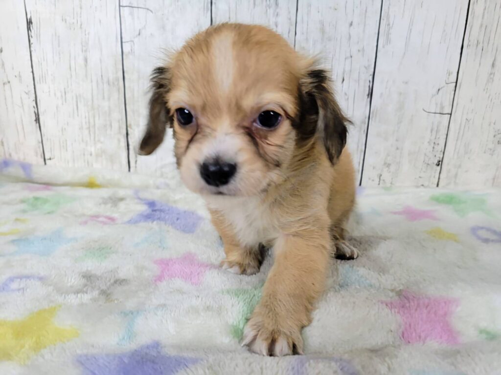 <span class="title">2/20Mix♂2</span> <span class="title">2/20Mix♂2</span>