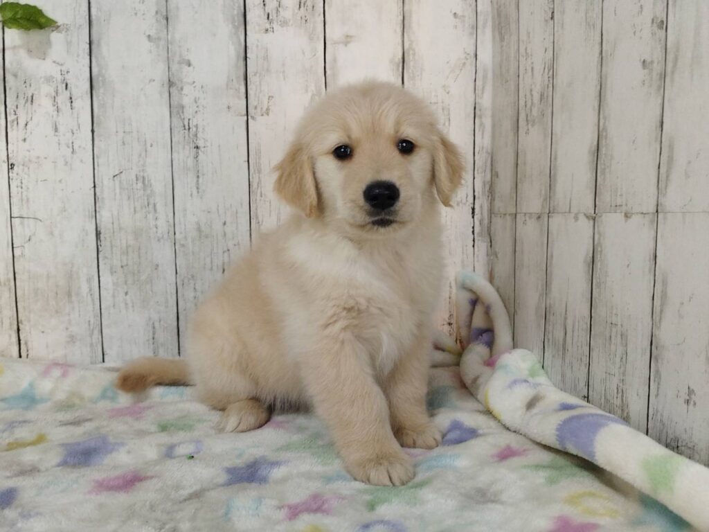 <span class="title">1/20RG♀4</span> <span class="title">1/20RG♀4</span>