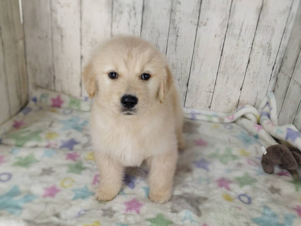 <span class="title">1/20RG♂1</span> <span class="title">1/20RG♂1</span>