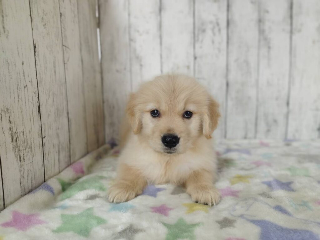 <span class="title">1/30RG♀1</span> <span class="title">1/30RG♀1</span>