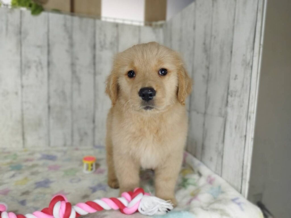 <span class="title">1/30RG♀2</span> <span class="title">1/30RG♀2</span>