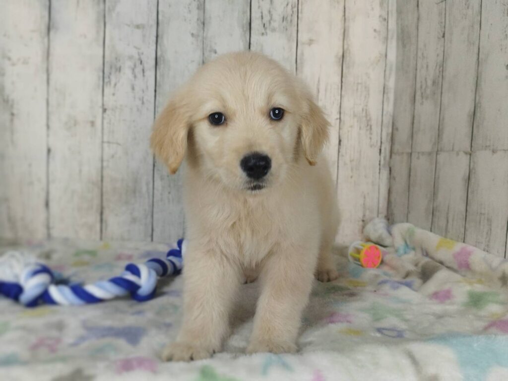 <span class="title">1/30RG♂4</span> <span class="title">1/30RG♂4</span>