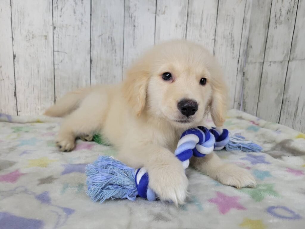 <span class="title">2/6RG♂3987</span> <span class="title">2/6RG♂3987</span>