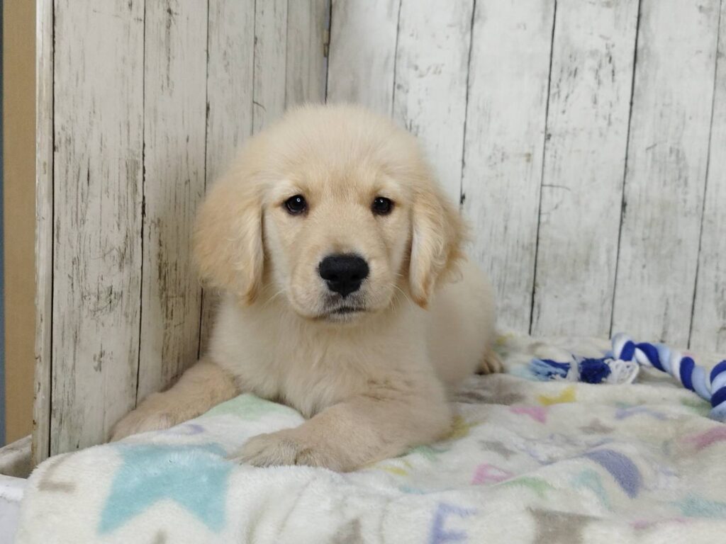 <span class="title">2/6RG♂2598</span> <span class="title">2/6RG♂2598</span>