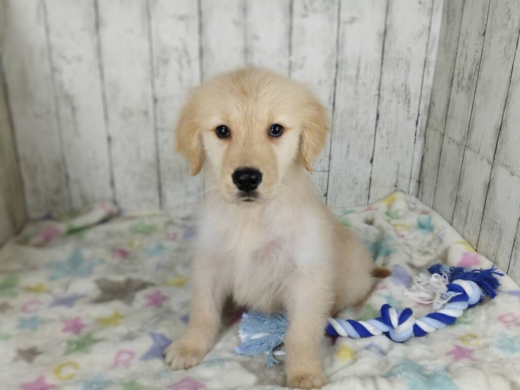 <span class="title">2/6RG♀2635</span> <span class="title">2/6RG♀2635</span>