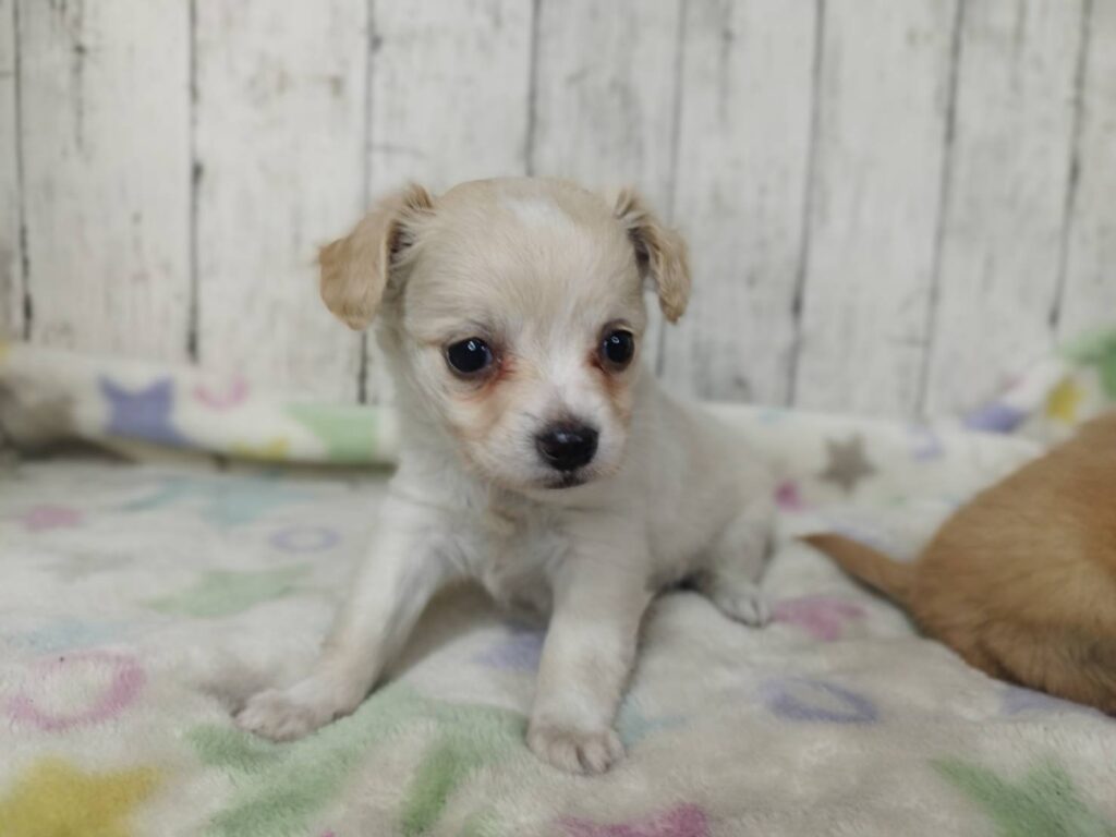 <span class="title">3/4Mix♂1</span> <span class="title">3/4Mix♂1</span>