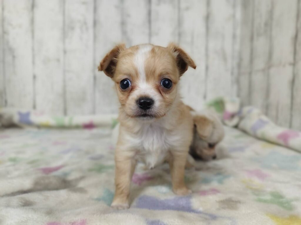 <span class="title">3/4Mix♂2</span> <span class="title">3/4Mix♂2</span>