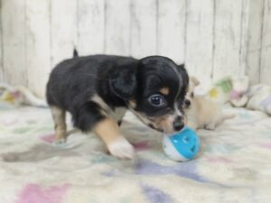 <span class="title">3/4Mix♂3</span> <span class="title">3/4Mix♂3</span>