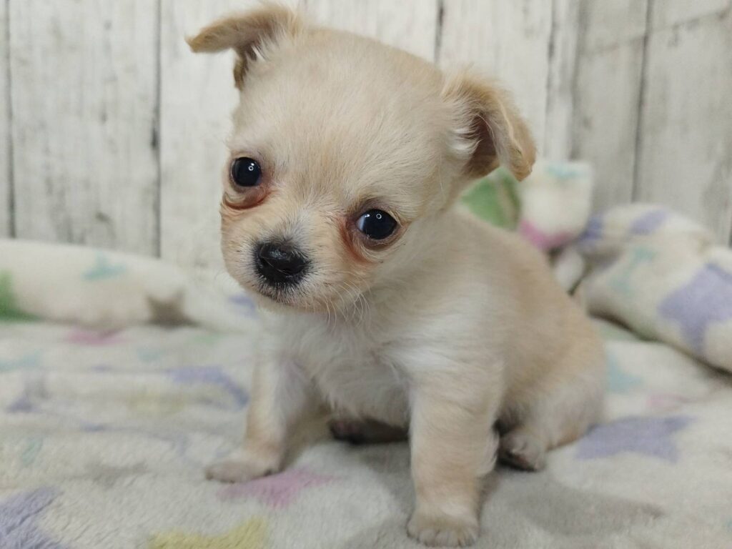 <span class="title">3/4Mix♀4</span> <span class="title">3/4Mix♀4</span>